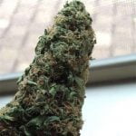 Huckleberry Strain Marijuana Plant