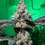 Jelly Breath Marijuana Strain