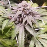 Lavender Jones Marijuana Strain