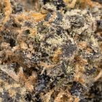 Lavender Jones Strain Marijuana Plant