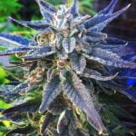 Lavender Marijuana Strain