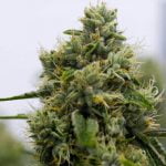 Legend OG Strain Marijuana Plant