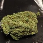 Lemon Diesel Bud