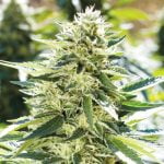 Lemon Diesel Marijuana Strain