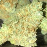 Lemon Diesel Strain Marijuana Plant