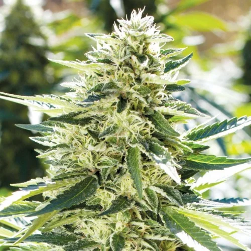 Lemon Diesel Marijuana Strain