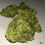 Lemon Drop Bud