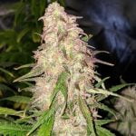 Lemon Drop Marijuana Strain