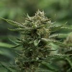 Lime Sorbet Marijuana Strain