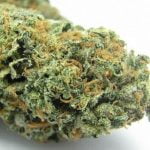 Lime Sorbet Strain Marijuana Plant