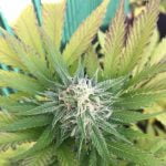 Lodi Dodi Marijuana Strain