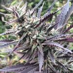 Mango Kush Marijuana Strain