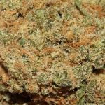 Mango Kush Strain Marijuana Plant