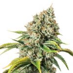 Marathon OG Marijuana Strain