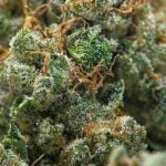 Marathon OG Strain Marijuana Plant