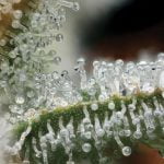 Melonade Strain Marijuana Plant