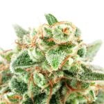 Now And Later Marijuana Strain