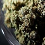 Now And Later Strain Marijuana Plant