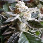 OGKB Marijuana Strain