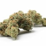 OGKB Strain Marijuana Plant