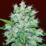 Orange Kush Marijuana Strain