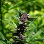 Paris OG Marijuana Strain