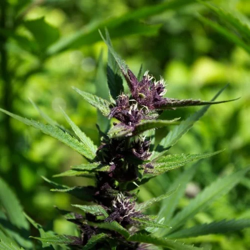 Paris OG Marijuana Strain