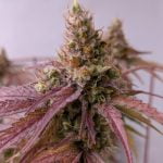 Pennywise Marijuana Strain