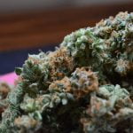 Pennywise Strain Marijuana Plant