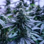 Pie Hoe Marijuana Strain