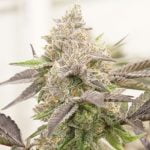 Pink Cookies Marijuana Strain