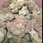 Platinum Kush Strain Marijuana Plant