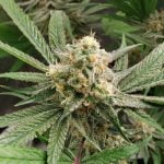 Platinum Punch Marijuana Strain