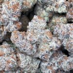 Platinum Punch Strain Marijuana Plant