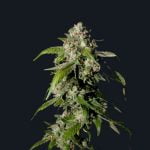 Pootie Tang Marijuana Strain