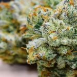 Pootie Tang Strain Marijuana Plant