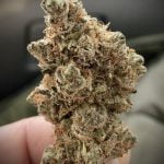 Punch Breath Bud