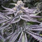 Punch Breath Marijuana Strain