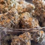 Punch Breath Strain Marijuana Plant