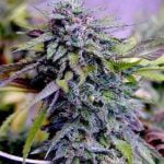 Purple Dream Marijuana Strain