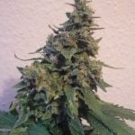Sensi Star Marijuana Strain