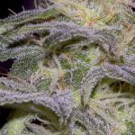 Sensi Star Strain Marijuana Plant