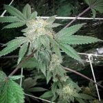 Snowcap Marijuana Strain