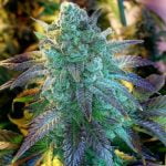 Sour Grape Marijuana Strain