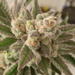 Sour Grape Strain Marijuana Plant