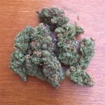Sour Jack Bud