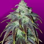 Sour Jack Marijuana Strain