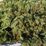 Sour Jack Strain Marijuana Plant