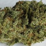 Space Cake Strain Marijuana Plant