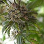 Space Candy Marijuana Strain